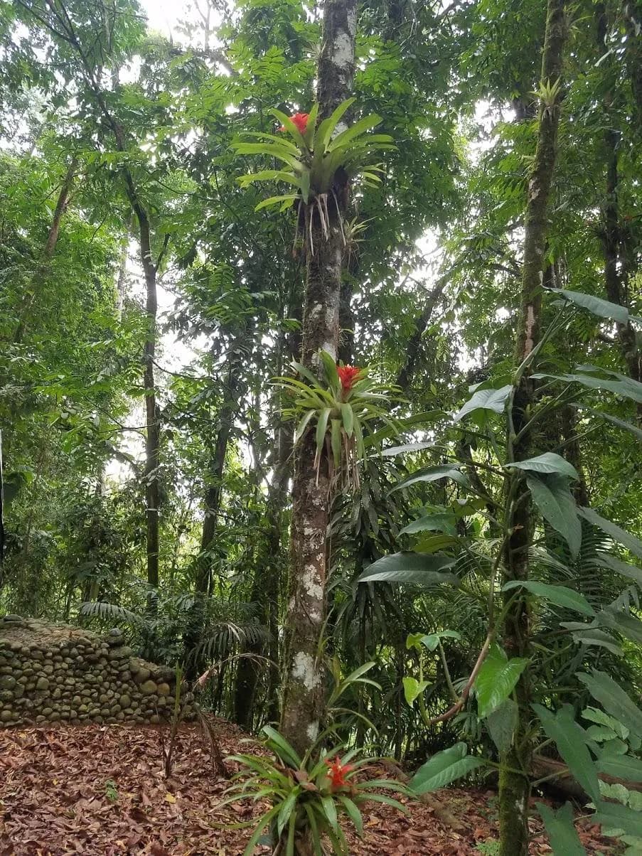 Bromeliads on a forest branch