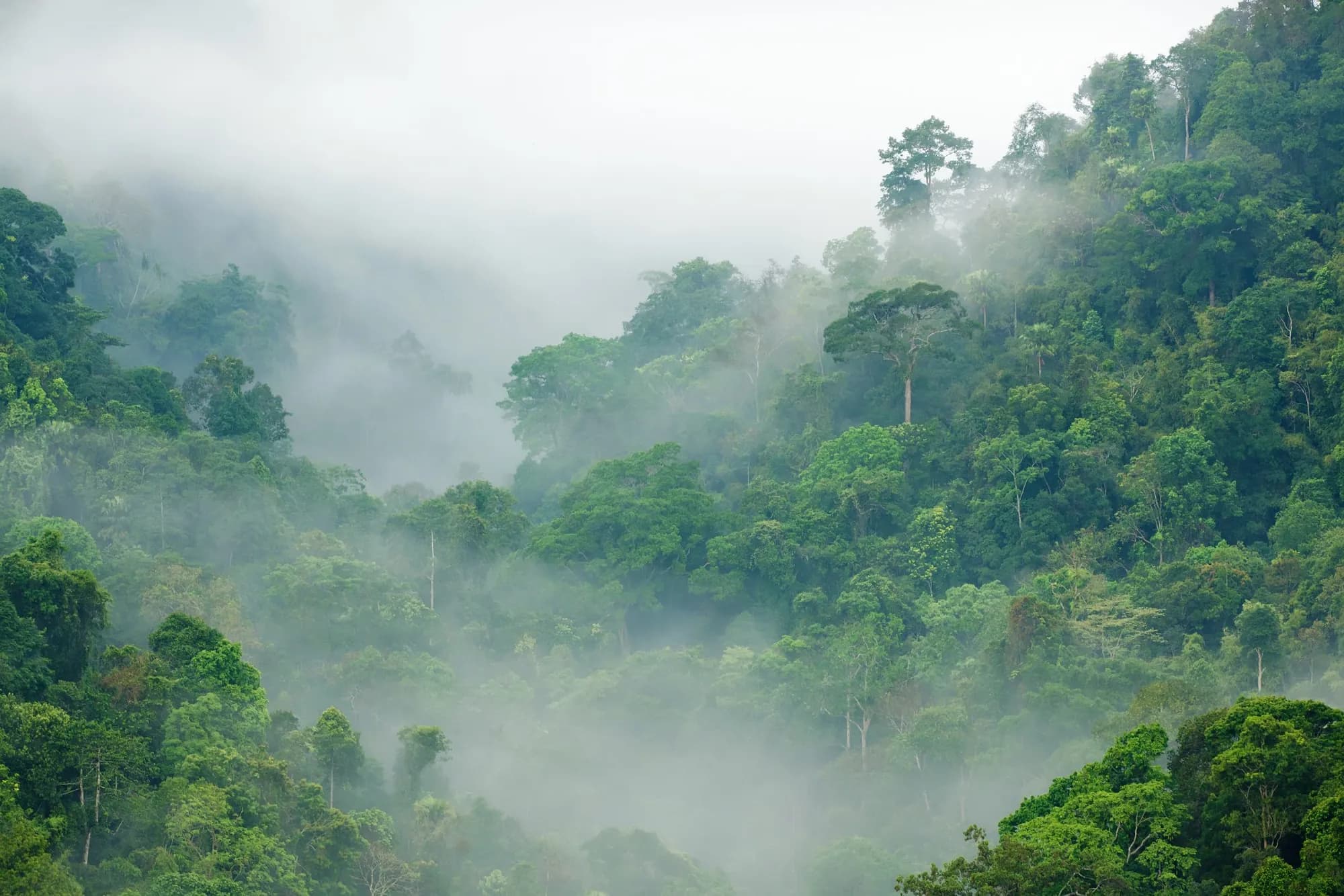 Mist moving through the canopy