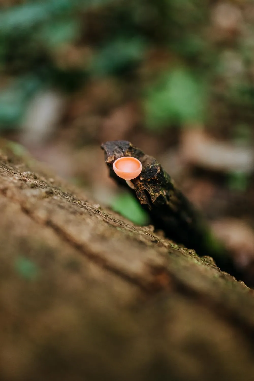 Cup fungus fruiting on deadwood