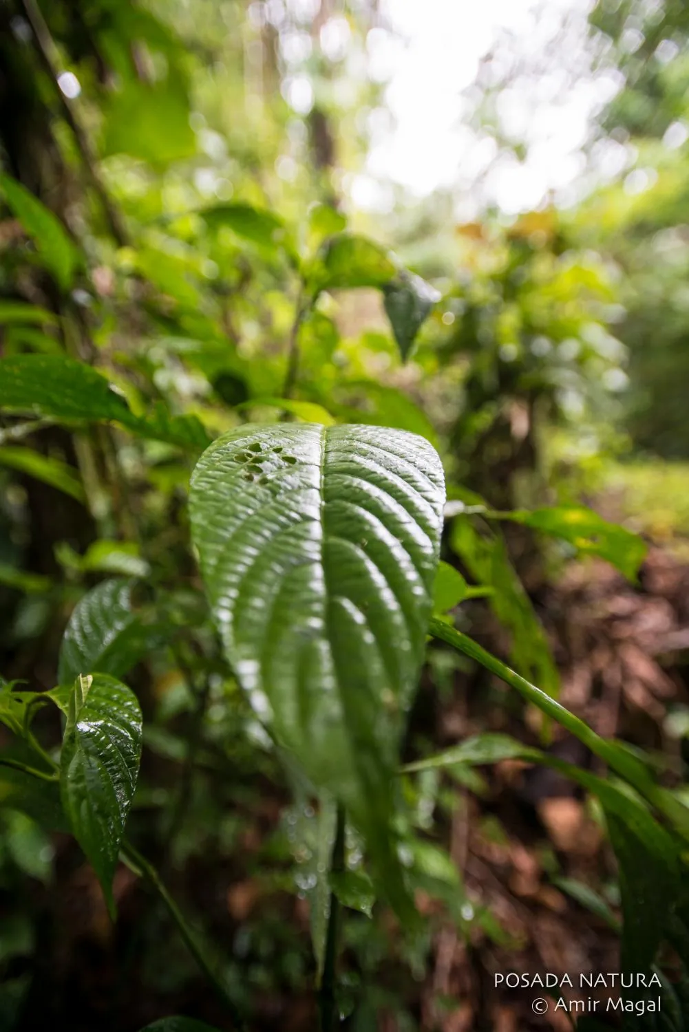 Rainwater held on a leaf in the understory