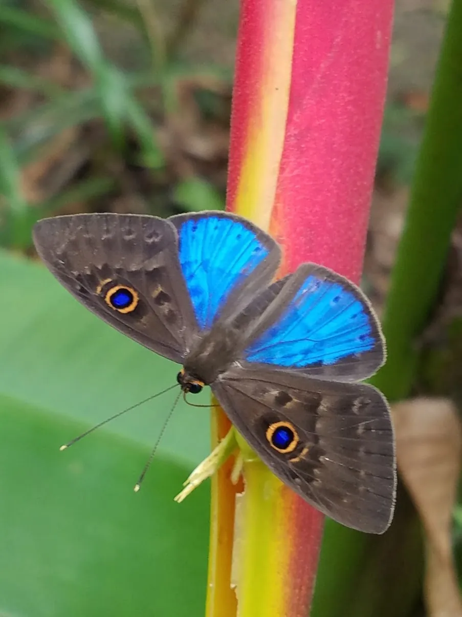 A butterfly on a heliconia stem