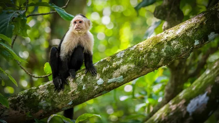 A capuchin monkey in the canopy at Cerro Nara