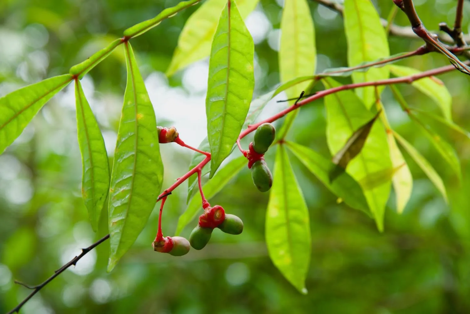 Fruit ripening on a canopy branch