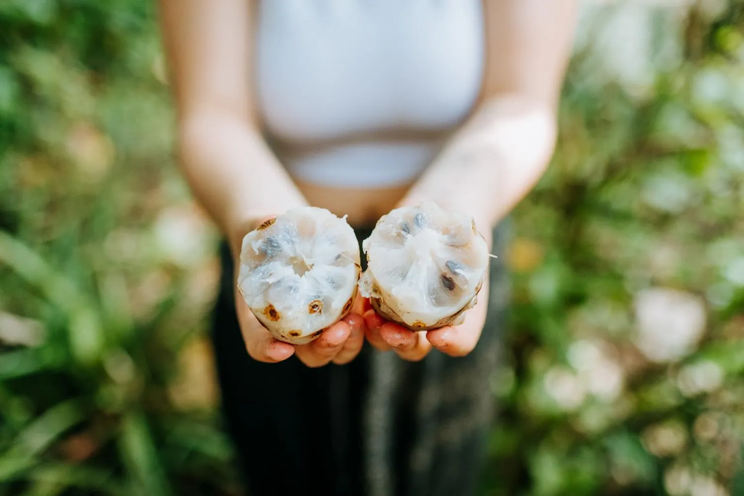 Fruit from the property's food forest