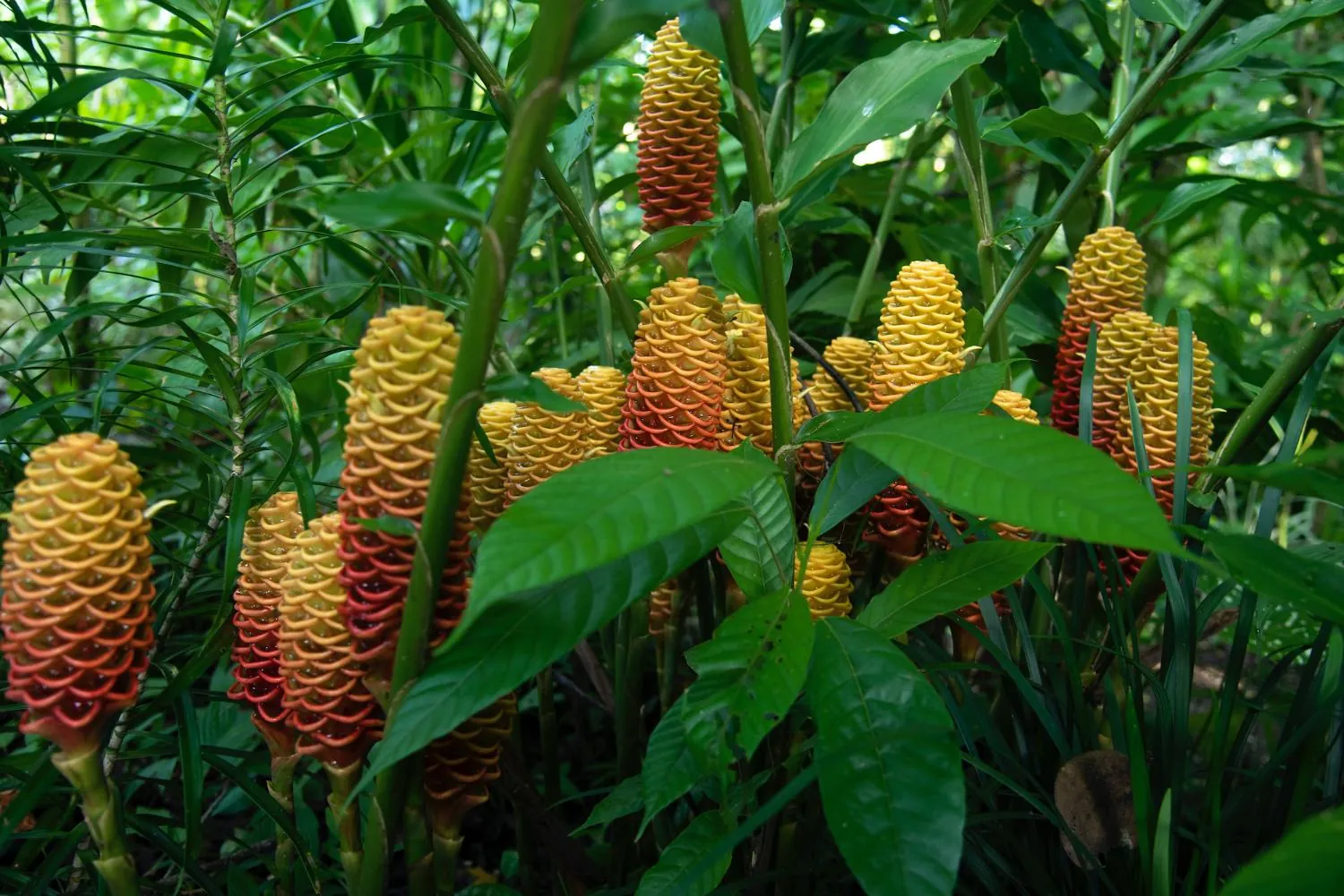 Beehive ginger flowering in the understory