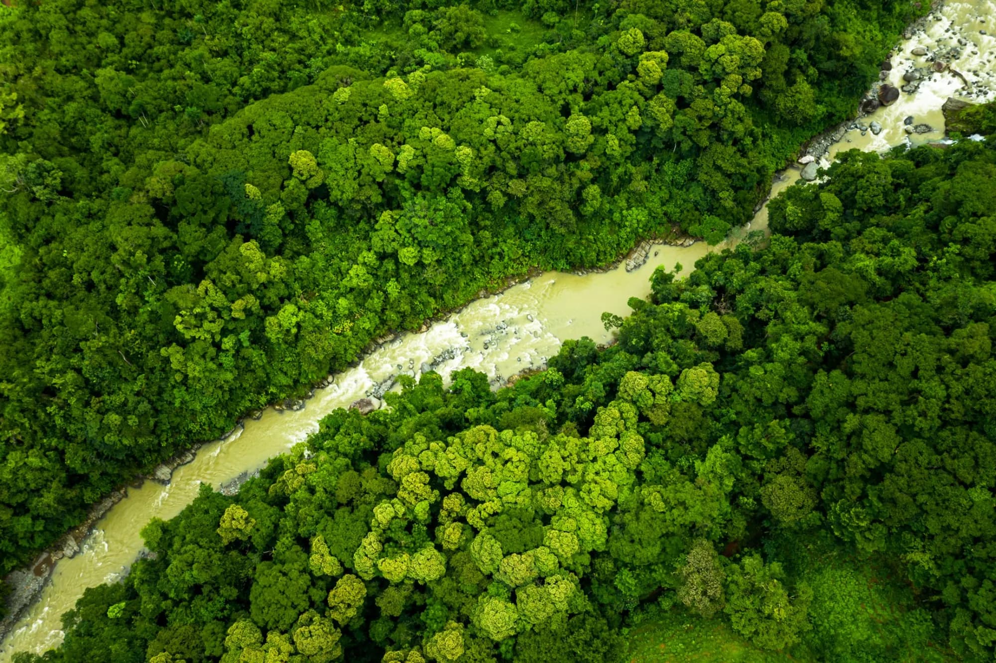 The Naranjo River threading through unbroken canopy at Cerro Nara, seen from above