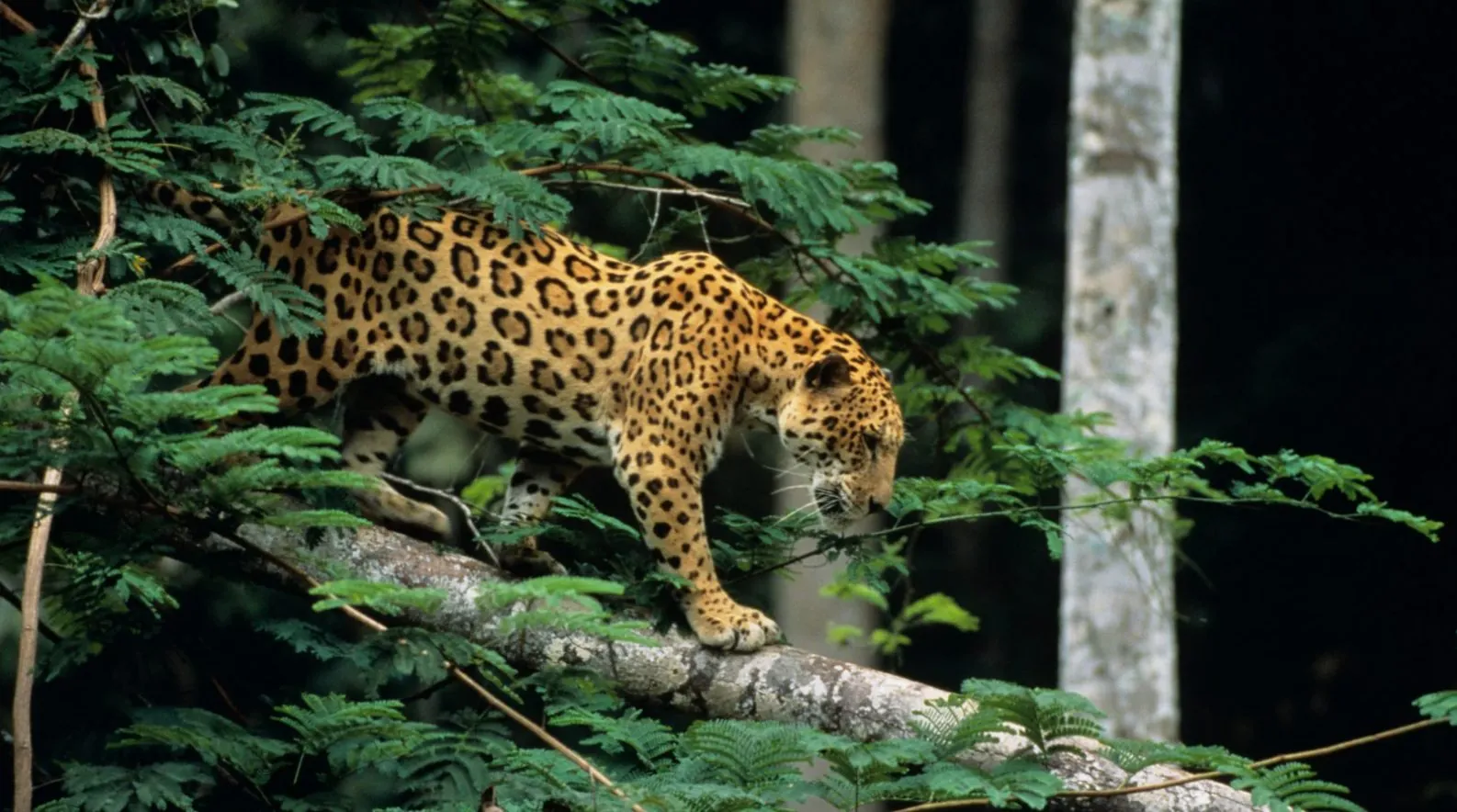 A jaguar crossing a fallen trunk in the forest