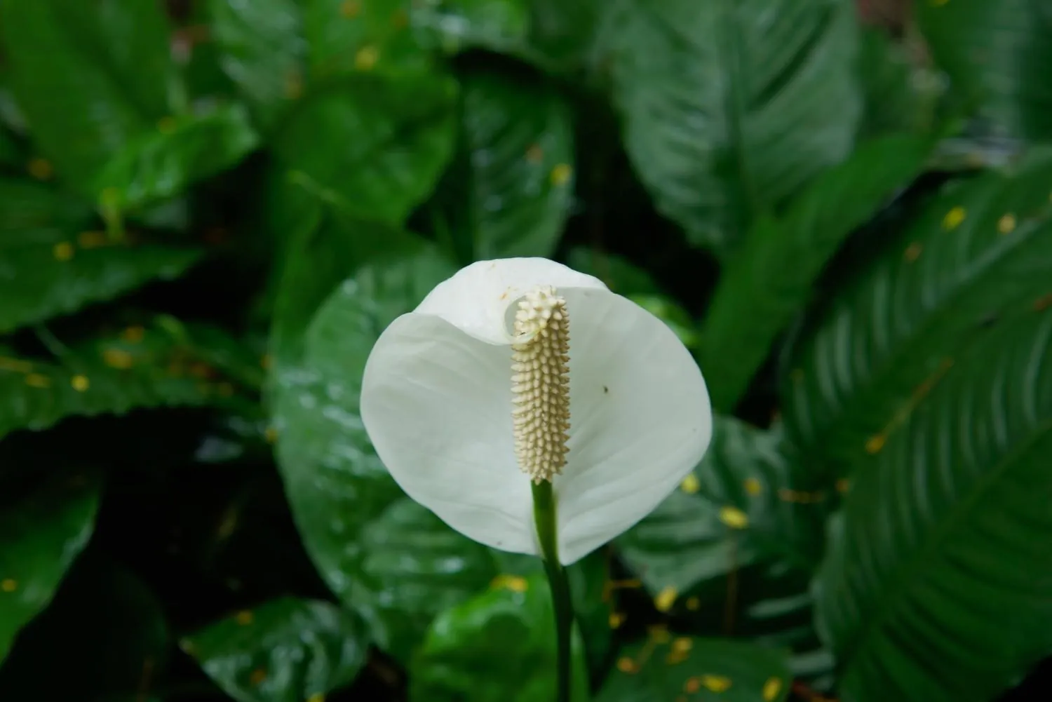 A white spathe flowering on the forest floor