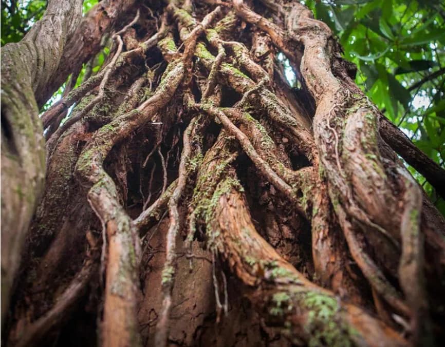 Aerial roots wrapping a mature trunk in the Eco Era reserve
