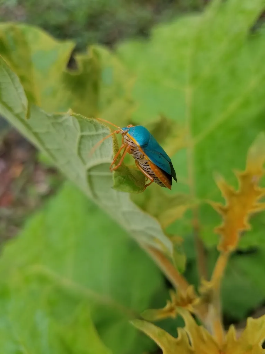 A shield bug on a leaf in the understory