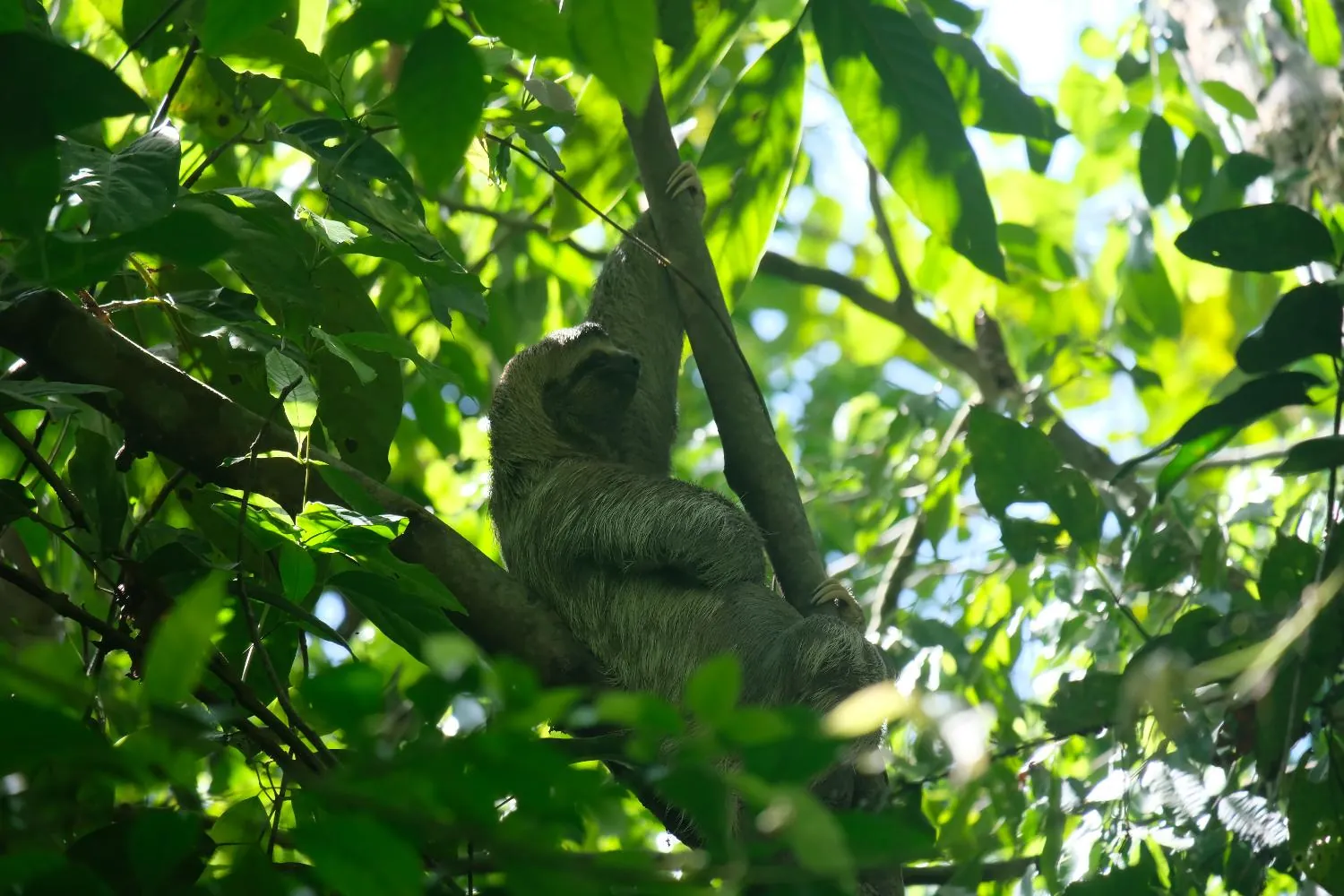 Three-Toed Sloth