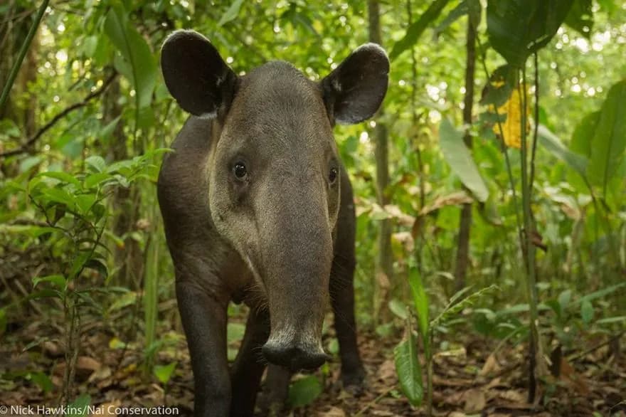 Baird's Tapir