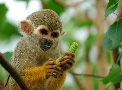Central American Squirrel Monkey