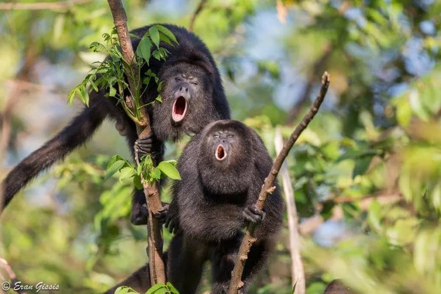 Mantled Howler Monkey