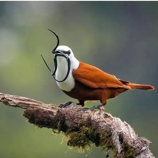 Three-Wattled Bellbird