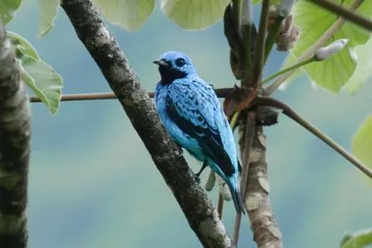 Turquoise Cotinga