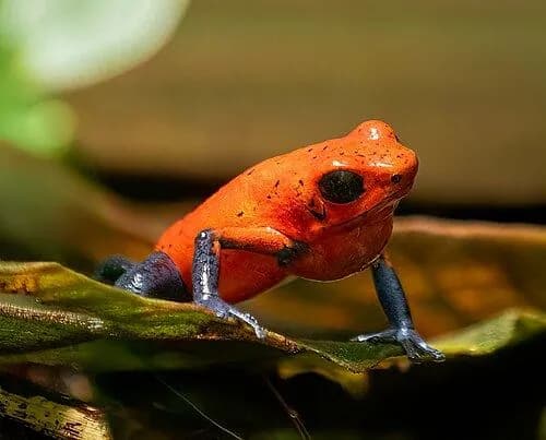 Granular Poison Frog
