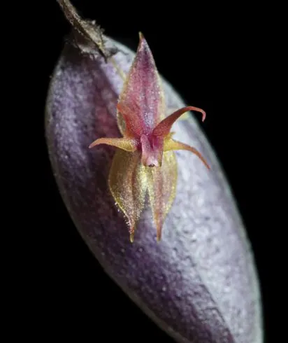 Cerro Nara Orchid