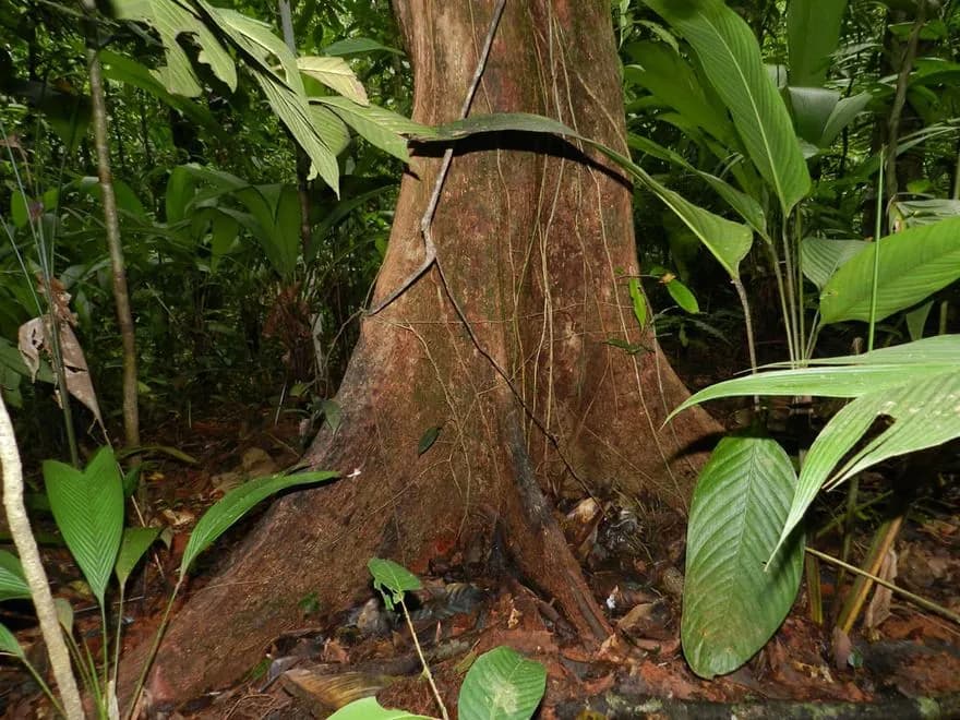 Manú