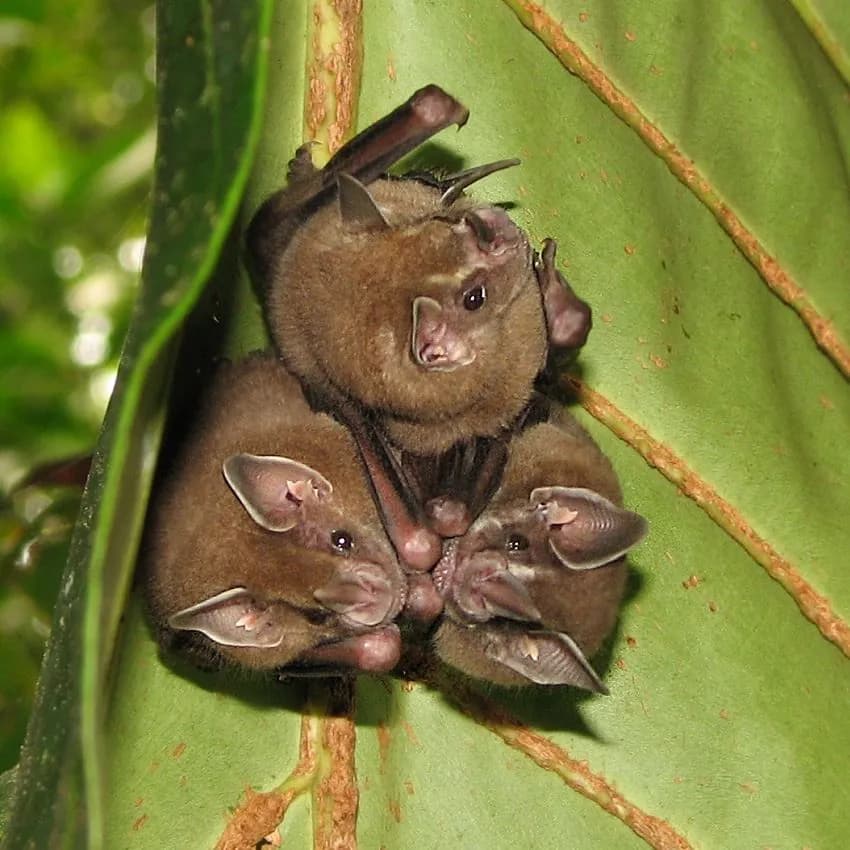 Bats