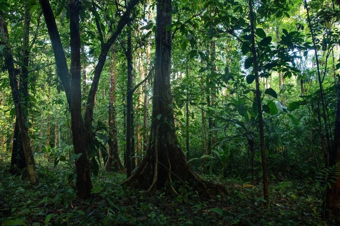 Primary forest interior, where the biological surveys are carried out