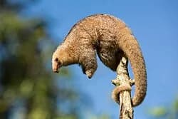 Anteaters