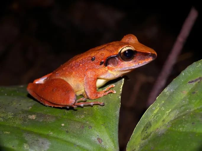 Fitzinger's Rain Frog