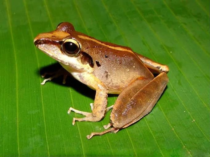Noble's Rain Frog
