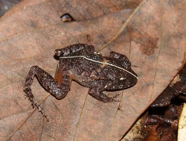 Common Rain Frog