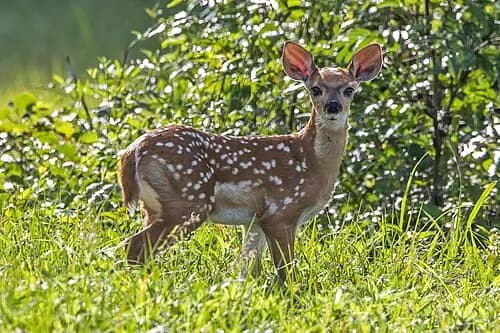 Deer