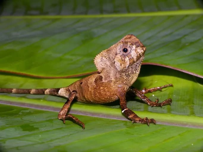 Helmeted Basilisk