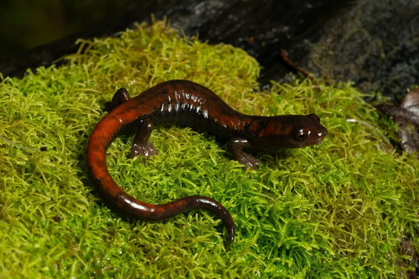 La Palma Salamander