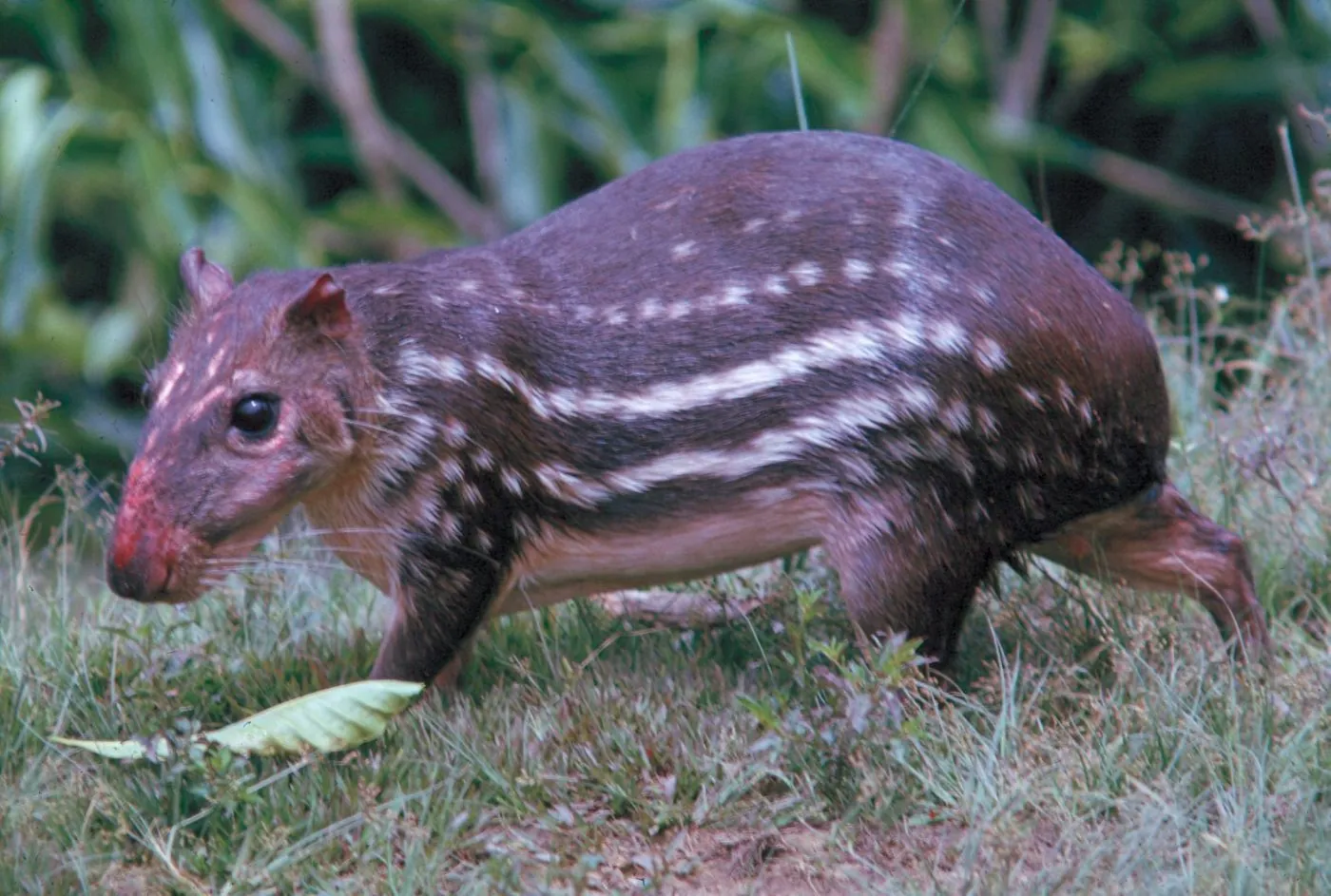 Paca