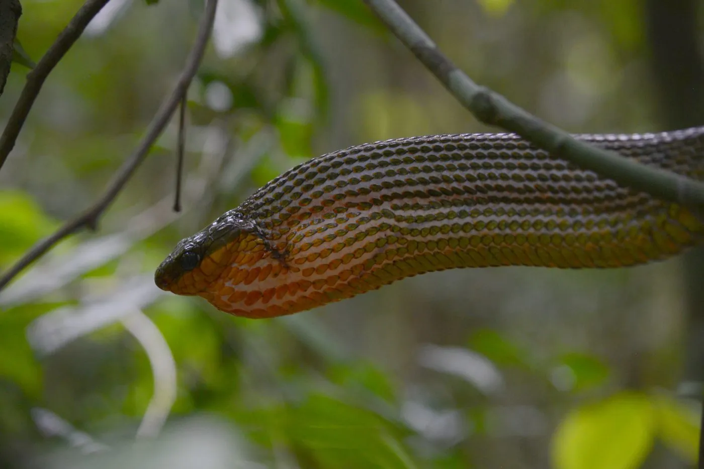 Puffing Snake