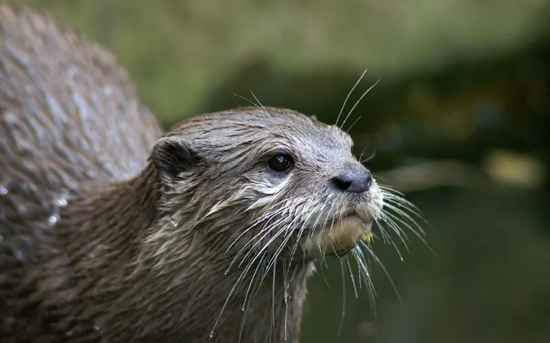 Neotropical River Otter