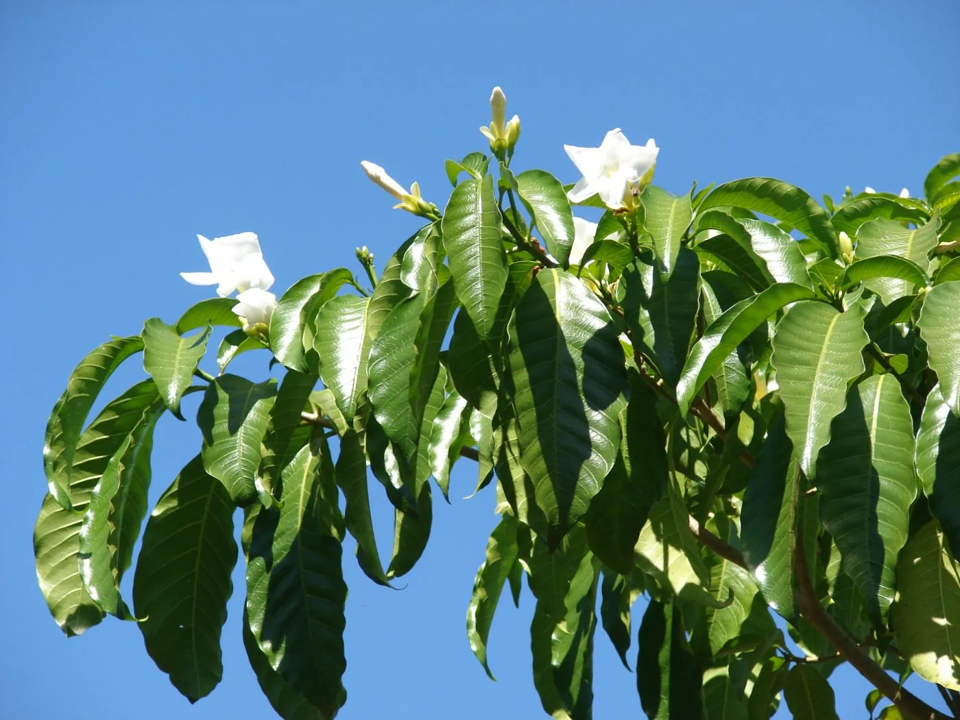Milky Bush