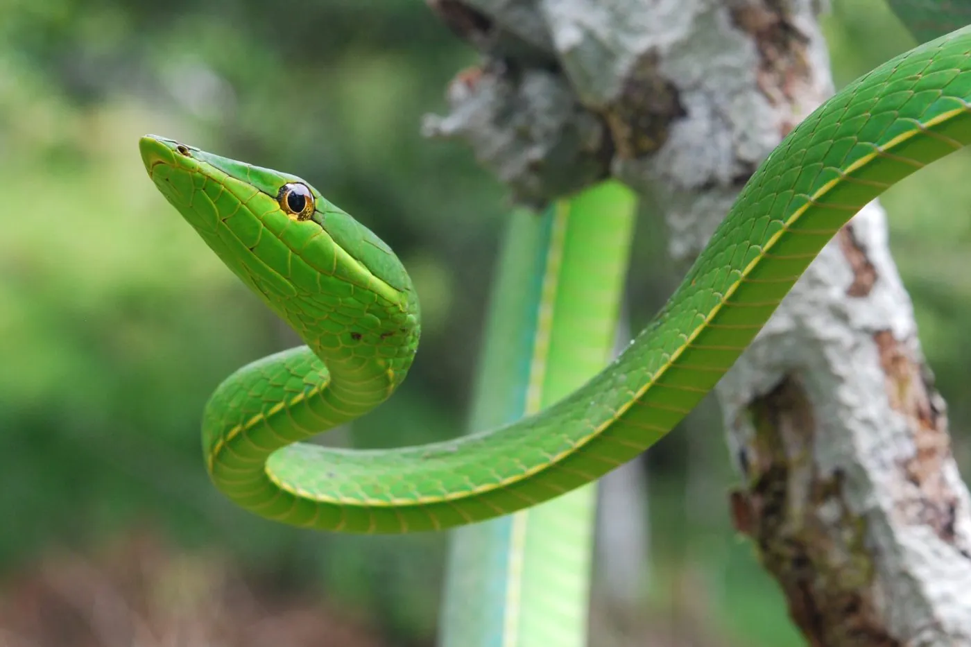 Vine Snakes