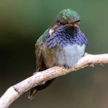 Volcano Hummingbird